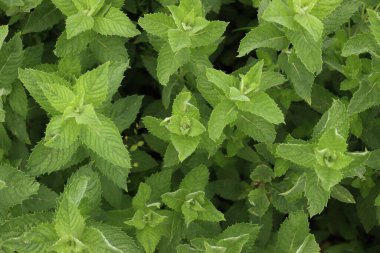 Güneşli bir günde bir sürü nane yeşili bitki. Mentha spicata