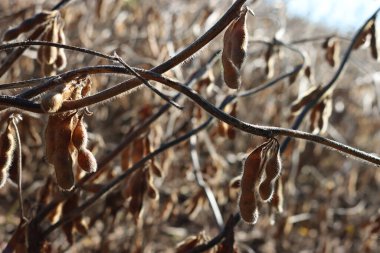 Güneş ışığına karşı soya fasulyesi kabuklarıyla yakın plan. Sonbahar mevsiminde tarım soya tarlası