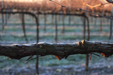 Pinot Vineyard 'ın kış mevsiminde kış mevsiminde, kış mevsiminde donla kaplanmış dalına yakın çekim. İtalya kırsalında Vitis Vinifera