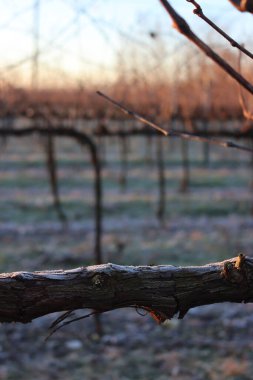 Pinot Vineyard 'ın kış mevsiminde kış mevsiminde, kış mevsiminde donla kaplanmış dalına yakın çekim. İtalya kırsalında Vitis Vinifera