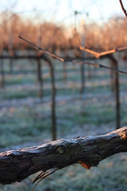Pinot Vineyard 'ın kış mevsiminde kış mevsiminde, kış mevsiminde donla kaplanmış dalına yakın çekim. İtalya kırsalında Vitis Vinifera