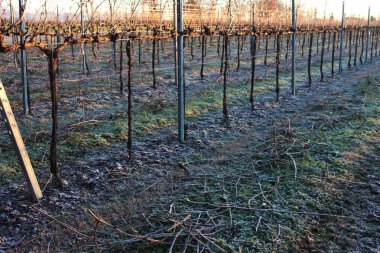 Kurumuş Pinot üzüm bağı kış mevsiminde kış mevsiminde donla kaplıdır. İtalya kırsalında Vitis Vinifera