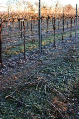 Kurumuş Pinot üzüm bağı kış mevsiminde kış mevsiminde donla kaplıdır. İtalya kırsalında Vitis Vinifera