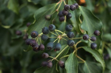 Yeşil, taze, sarmaşık yaprakları ve bitkinin üzerine koyu mor böğürtlenler. Hedera sarmalı