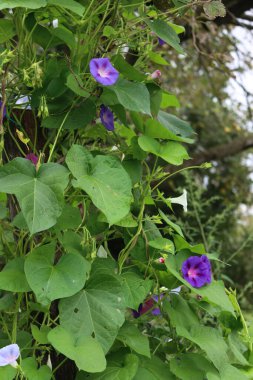 Sabah görkeminin yakın çekim beyaz, mor ve pembe çiçekler bahçede. Yazın açan Ipomoea bitkisi