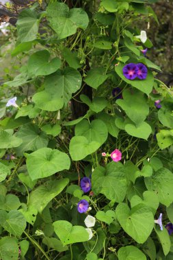 Sabah görkeminin yakın çekim beyaz, mor ve pembe çiçekler bahçede. Yazın açan Ipomoea bitkisi
