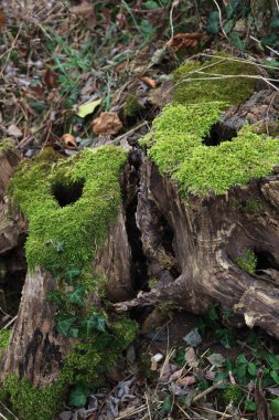 Güneşli bir günde yeşil yosunlarla kaplı ormandaki eski kesilmiş ağaçlar.