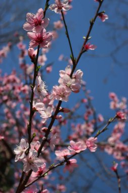 Pembe şeftali çiçekleri dalda. İlkbaharda şeftali ağacı mavi gökyüzüne karşı çiçek açar. Prunus persica