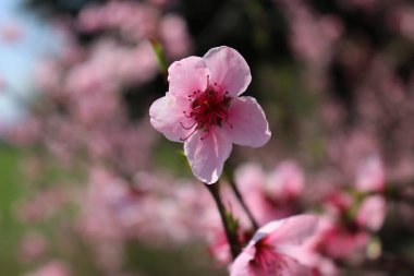 Dal üzerinde pembe şeftali çiçeklerine yakın plan. İlkbaharda şeftali ağacı mavi gökyüzüne karşı çiçek açar. Prunus persica