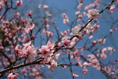 Pembe şeftali çiçekleri dalda. İlkbaharda şeftali ağacı mavi gökyüzüne karşı çiçek açar. Prunus persica
