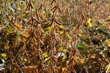 Güneşli bir günde bitki üzerinde sarı ve kahverengi soya fasulyesi kabuklarının yakın çekimi. Sonbahar mevsiminde tarım soya tarlası