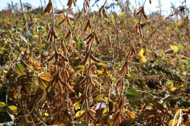 Güneşli bir günde bitki üzerinde sarı ve kahverengi soya fasulyesi kabuklarının yakın çekimi. Sonbahar mevsiminde tarım soya tarlası