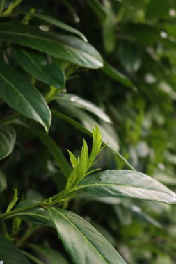 İlkbaharda yetişen Cherry Laurel Çiti 'nin taze yeşil yaprakları. Prunus laurocerasus yeni yapraklı çit