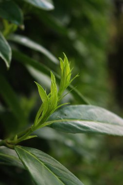 Fresh new green leaves of Cherry laurel hedge growing in springtime. Prunus laurocerasus hedge with new leaves