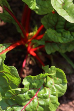 Yazın sebze bahçesinde yetişen Kızıl İsviçre pazı bitkilerinin yakın çekimi. Beta vulgaris.