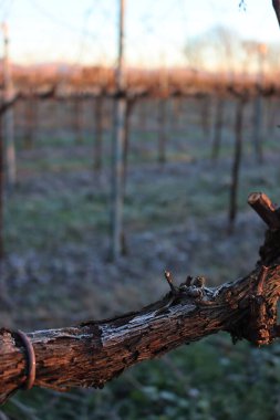 Kış mevsiminde Pinot Vineyard şubesi kış mevsiminde donla kaplıdır. İtalya kırsalında Vitis Vinifera