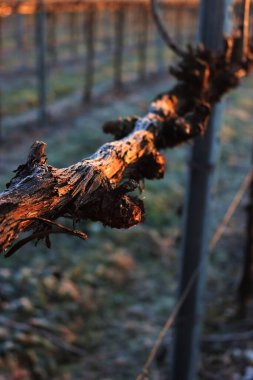 Kış mevsiminde Pinot Vineyard şubesi kış mevsiminde donla kaplıdır. İtalya kırsalında Vitis Vinifera