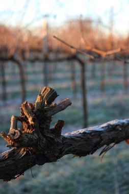 Kış mevsiminde Pinot Vineyard şubesi kış mevsiminde donla kaplıdır. İtalya kırsalında Vitis Vinifera