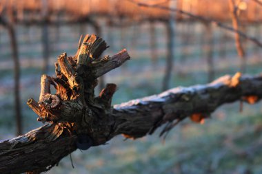 Pinot Vineyard 'ın kış mevsiminde kış mevsiminde, kış mevsiminde donla kaplanmış dalına yakın çekim. İtalya kırsalında Vitis Vinifera