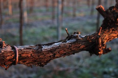Pinot Vineyard 'ın kış mevsiminde kış mevsiminde, kış mevsiminde donla kaplanmış dalına yakın çekim. İtalya kırsalında Vitis Vinifera