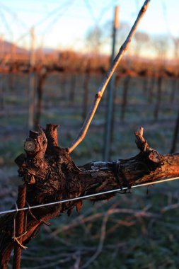 Pinot Vineyard 'ın kış mevsiminde kış mevsiminde, kış mevsiminde donla kaplanmış dalına yakın çekim. İtalya kırsalında Vitis Vinifera