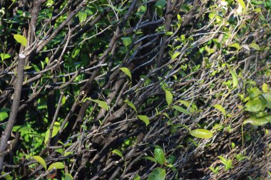 Kiraz ağacı çalılığından taze yeşil yapraklar. Kırpılmış Prunus laurocerasus çiti