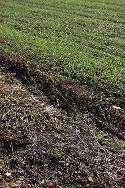 İtalya kırsalında kış mevsiminin sonlarında yeni yeşil buğday tarlası yakınlarında soya fasulyesi tarlası hasat edildi.