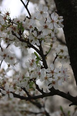 Hawthorn ilkbaharda çiçek açar. Dallardaki beyaz çiçekler. Bahar zamanı geçmişi. Crataegus