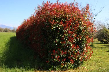 Baharda kırmızı yapraklı Red Robin Photinia çitinin ayrıntıları. Photinia Fraseri bahçede.