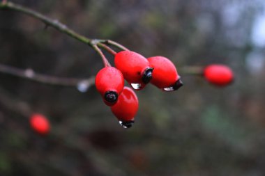 Yağmurlu bir günde kırmızı olgun köpek gülü meyvelerinin yakın çekimi. Rosa canina meyveleri. Yaban gülü kalçaları kış mevsiminde çalılıklarda