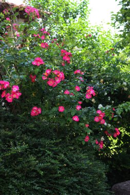 Yağmurlu bir günde kırmızı olgun köpek gülü meyvelerinin yakın çekimi. Rosa canina meyveleri. Yaban gülü kalçaları kış mevsiminde çalılıklarda