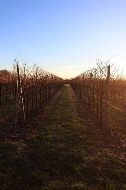 Bahar mevsiminde Pinot Vineyard üzüm bağı. Güneşli bir günde İtalya kırsalında Vitis Vinifera
