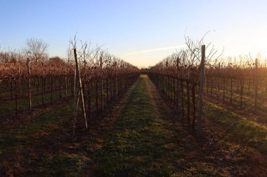 Bahar mevsiminde Pinot Vineyard üzüm bağı. Güneşli bir günde İtalya kırsalında Vitis Vinifera