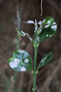 Yeşil yaprakların üzerinde gri küflü lekeler olan Euonymus japonica çalılarının yakın çekimi. Japon Milli ağacı adı verilen Evergreen bitkisi