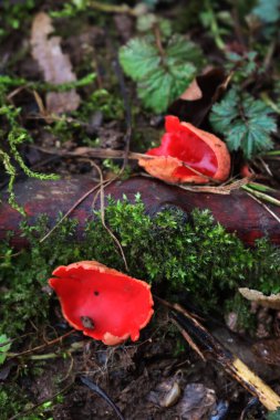Bir sürü Sarcoscypha coccinea. Kırmızı mantarlar da kırmızı elf fincanı olarak adlandırılır.