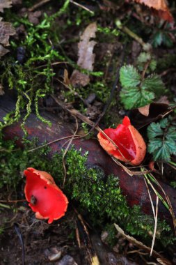 Bir sürü Sarcoscypha coccinea. Kırmızı mantarlar da kırmızı elf fincanı olarak adlandırılır.