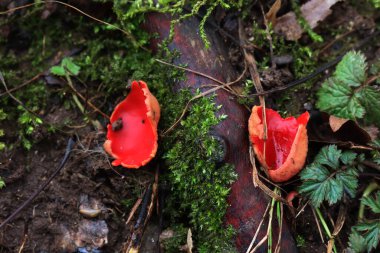 Bir sürü Sarcoscypha coccinea. Kırmızı mantarlar da kırmızı elf fincanı olarak adlandırılır.