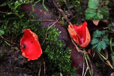 Bir sürü Sarcoscypha coccinea. Kırmızı mantarlar da kırmızı elf fincanı olarak adlandırılır.