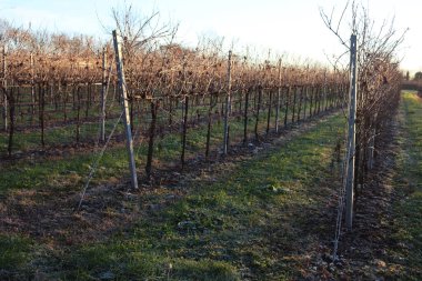 Kış mevsiminde eritilmiş Pinot Vineyard üzüm bağı ve kış mevsiminde don. İtalya kırsalında gün batımında Vitis Vinifera