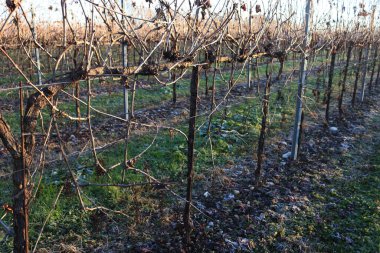 Kış mevsiminde eritilmiş Pinot Vineyard üzüm bağı ve kış mevsiminde don. İtalya kırsalında gün batımında Vitis Vinifera