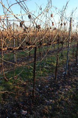 Kış mevsiminde eritilmiş Pinot Vineyard üzüm bağı ve kış mevsiminde don. İtalya kırsalında gün batımında Vitis Vinifera