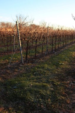 Kış mevsiminde eritilmiş Pinot Vineyard üzüm bağı ve kış mevsiminde don. İtalya kırsalında gün batımında Vitis Vinifera