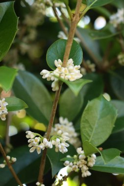 Dallardaki beyaz Osmanthus çiçekleri. Bahçede açan tatlı zeytin
