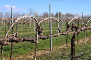 Bahar mevsiminde mavi gökyüzüne karşı Pinot Vineyard üzümbağını budadım. İtalya kırsalında Vitis Vinifera