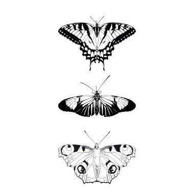 Kelebekler beyaz arka planda izole edilmiş. Vektör siyah ve beyaz illüstrasyon.