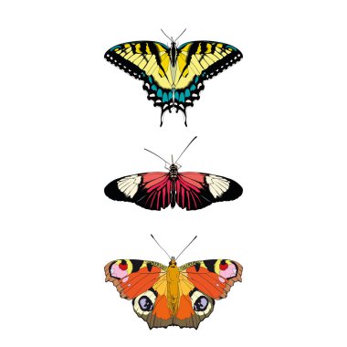 Kelebekler beyaz arka planda izole edilmiş. Renkli vektör illüstrasyonu.