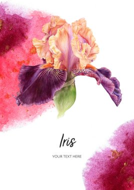 Kart şablonu mor İris çiçeği suluboya botanik el çizimi 