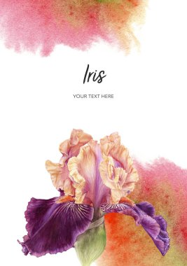 Kart şablonu mor İris çiçeği suluboya botanik el çizimi 