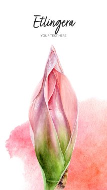 Masallar pembe çiçek etlingera elatior bud suluboya el çizimi 