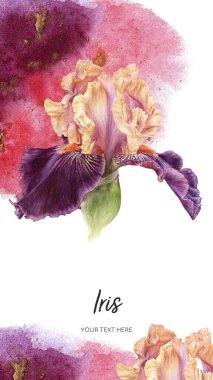 Eflatun İris çiçekleri, suluboya botanik el çizimleri. 